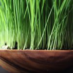 17 Surprising Health Benefits of Wheatgrass Juice