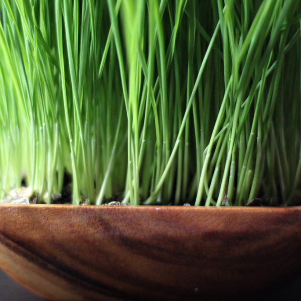 Health Benefits of Wheatgrass Juice