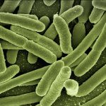 5 Harmful Bacteria That Can Be in Your Food