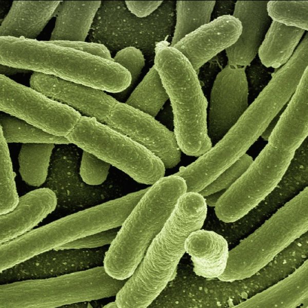 Harmful Bacteria That Can Be in Your Food